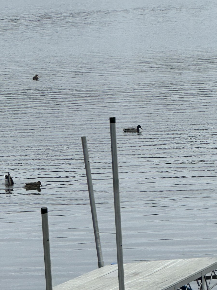 kachna divoká - ML645092987