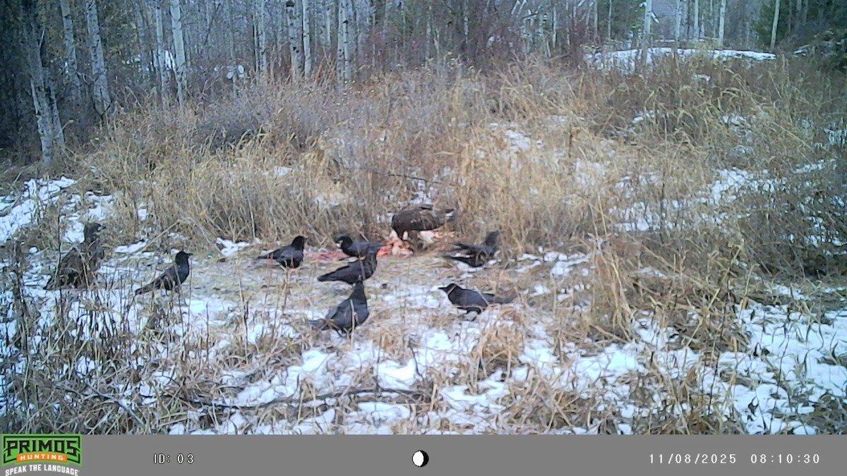 Bald Eagle - ML645092994