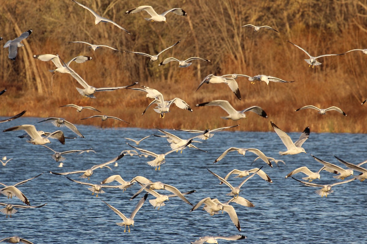 Ring-billed Gull - ML645092995