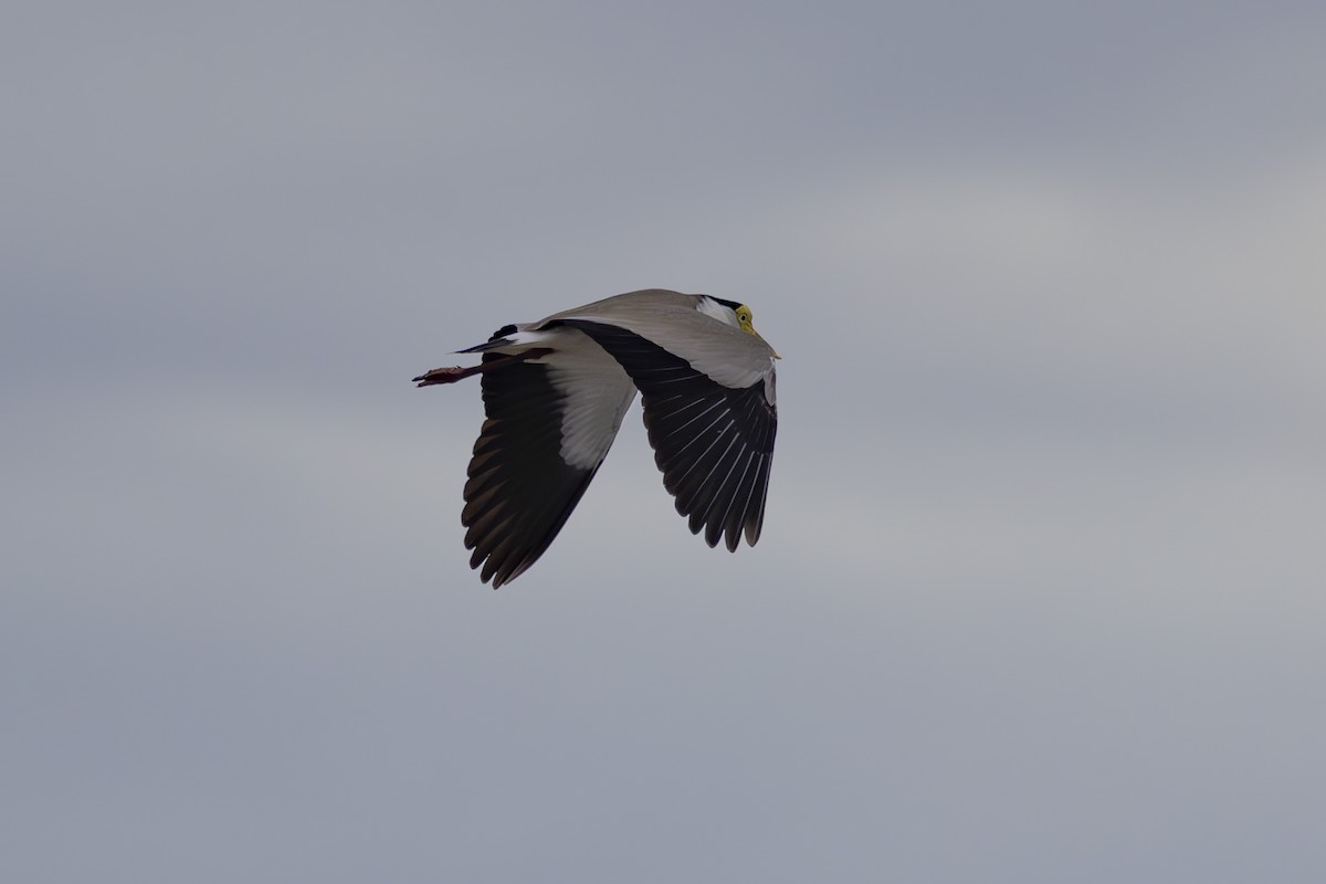 Hegabera maskaraduna - ML645092998