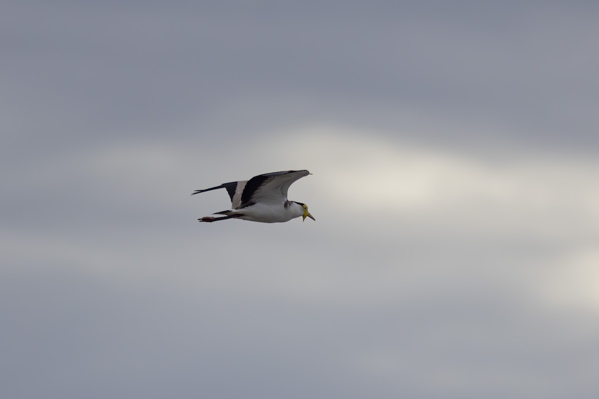 Hegabera maskaraduna - ML645092999