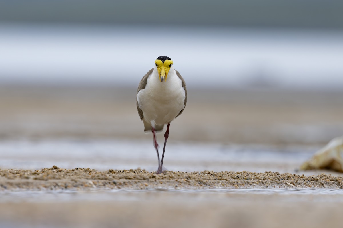 Hegabera maskaraduna - ML645093000