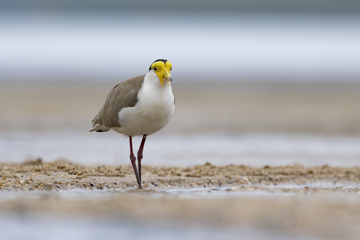 Hegabera maskaraduna - ML645093001