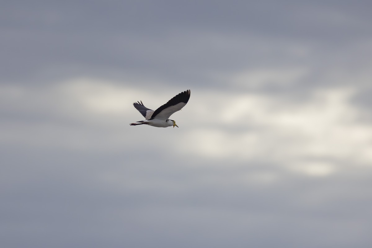 Hegabera maskaraduna - ML645093002