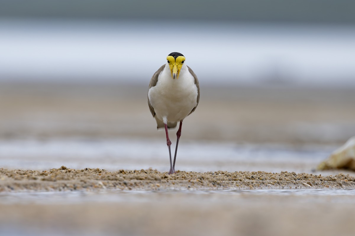 Hegabera maskaraduna - ML645093003