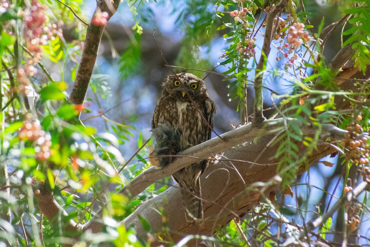 Austral Pygmy-Owl - ML645093004