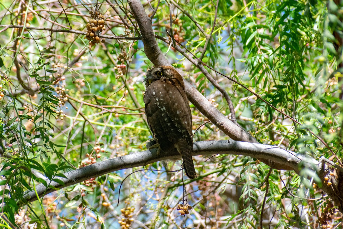 Austral Pygmy-Owl - ML645093011