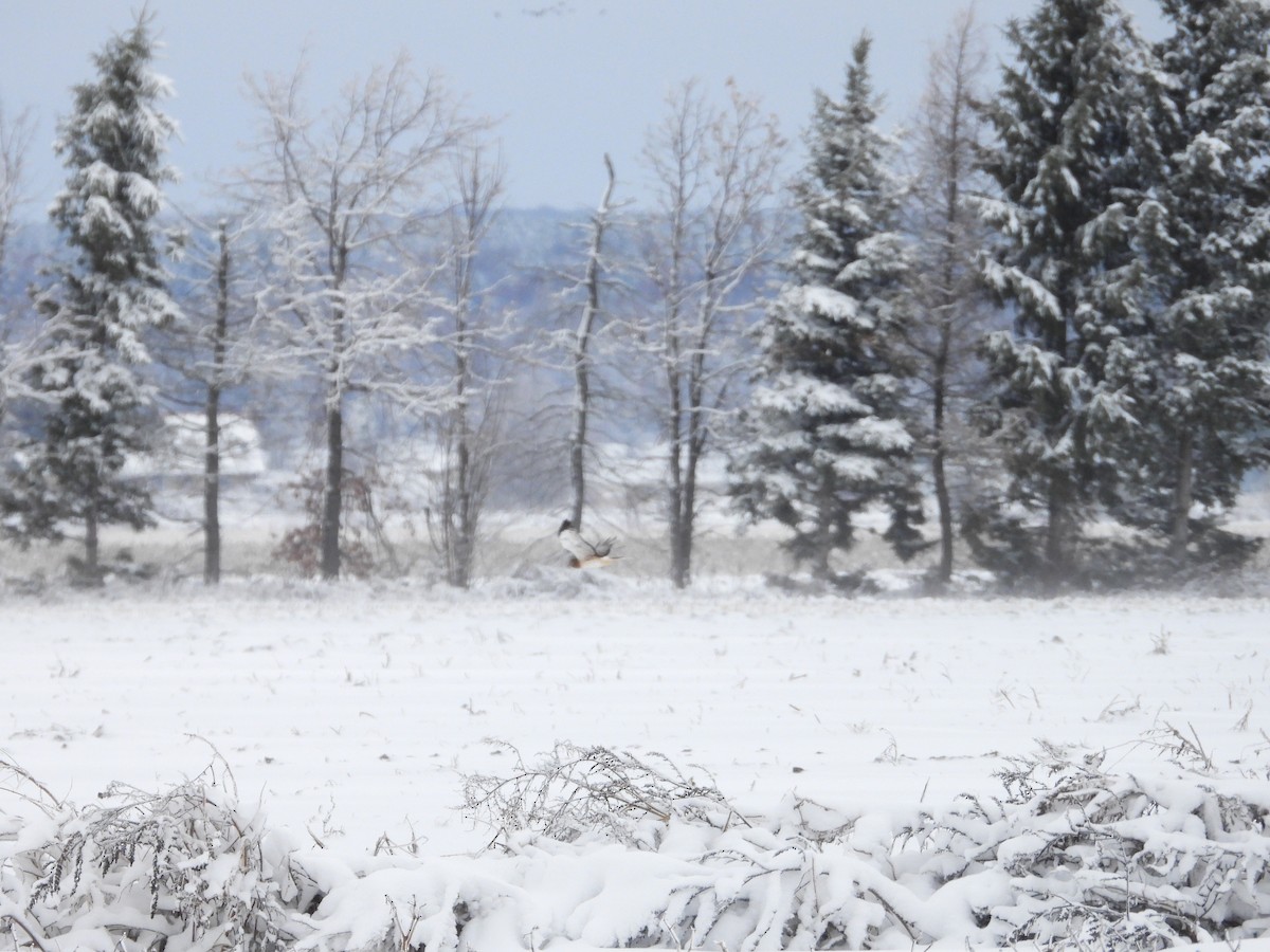 Лунь американський - ML645093015