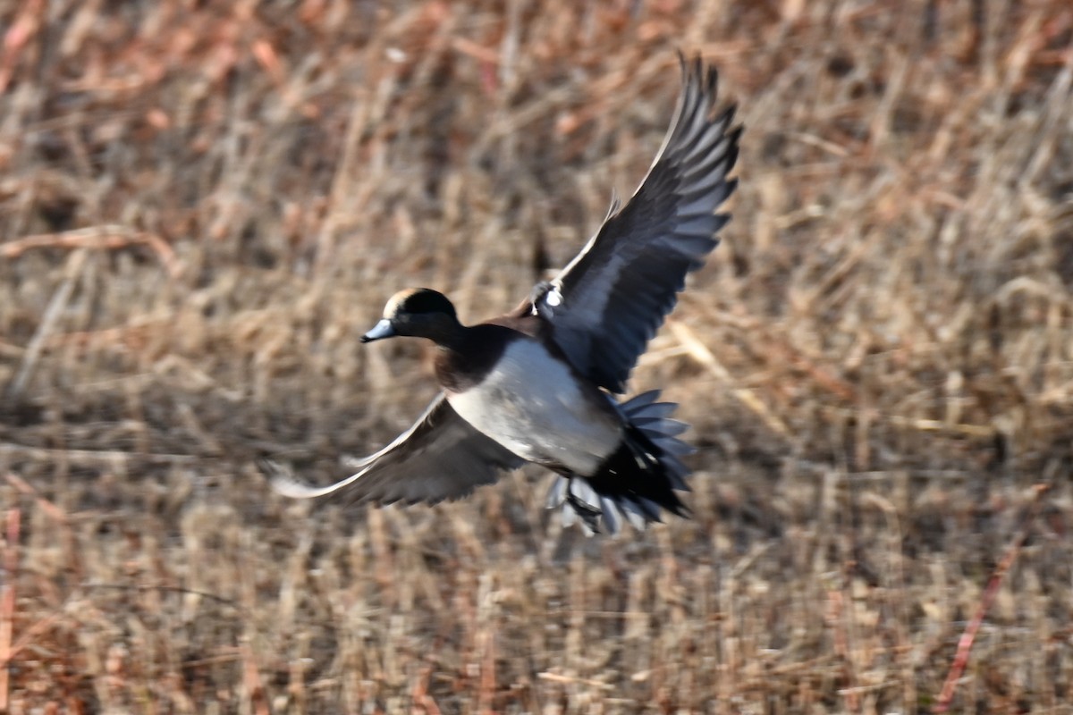 葡萄胸鴨 - ML645093018