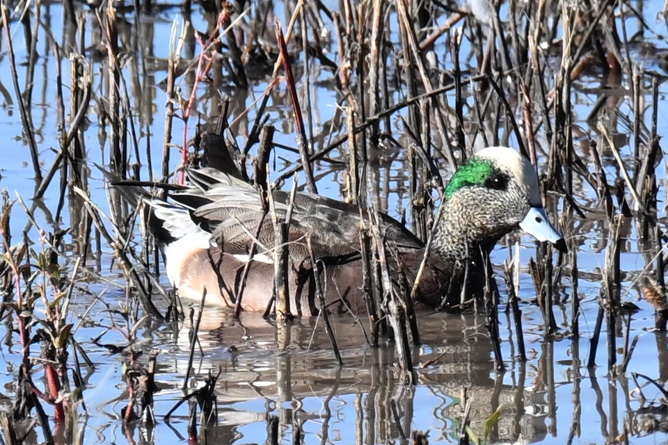 葡萄胸鴨 - ML645093019