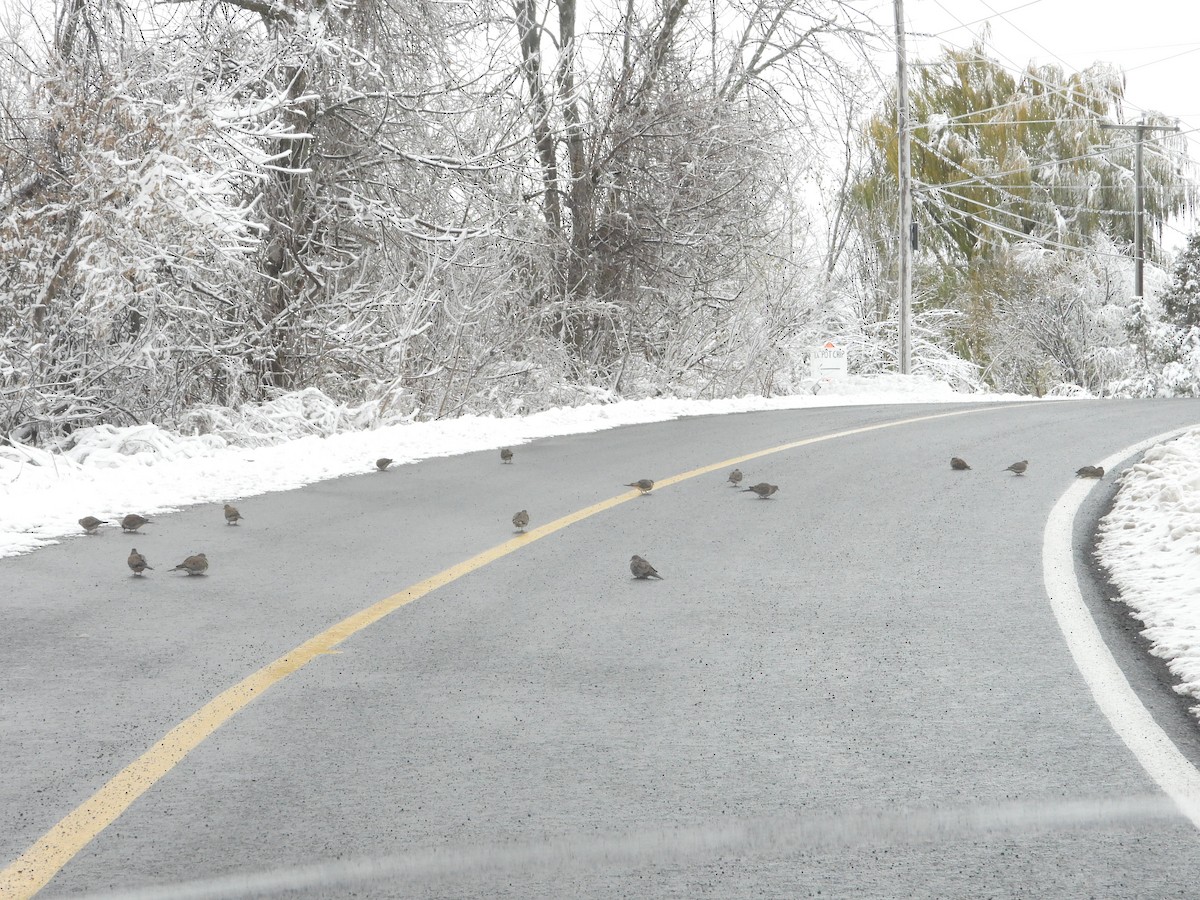 Mourning Dove - ML645093020