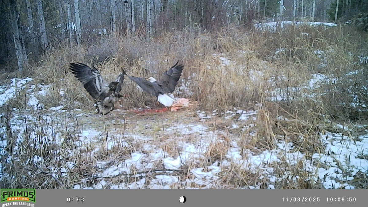Bald Eagle - ML645093022
