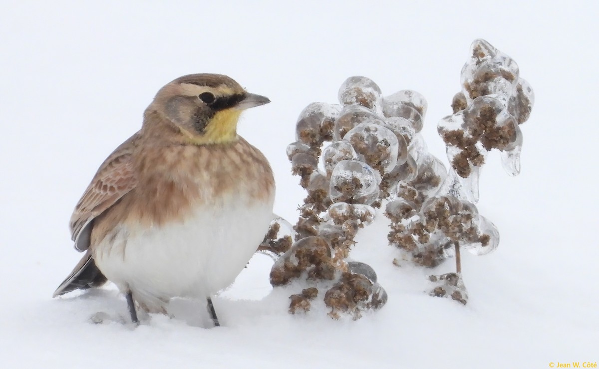 Horned Lark - ML645093043