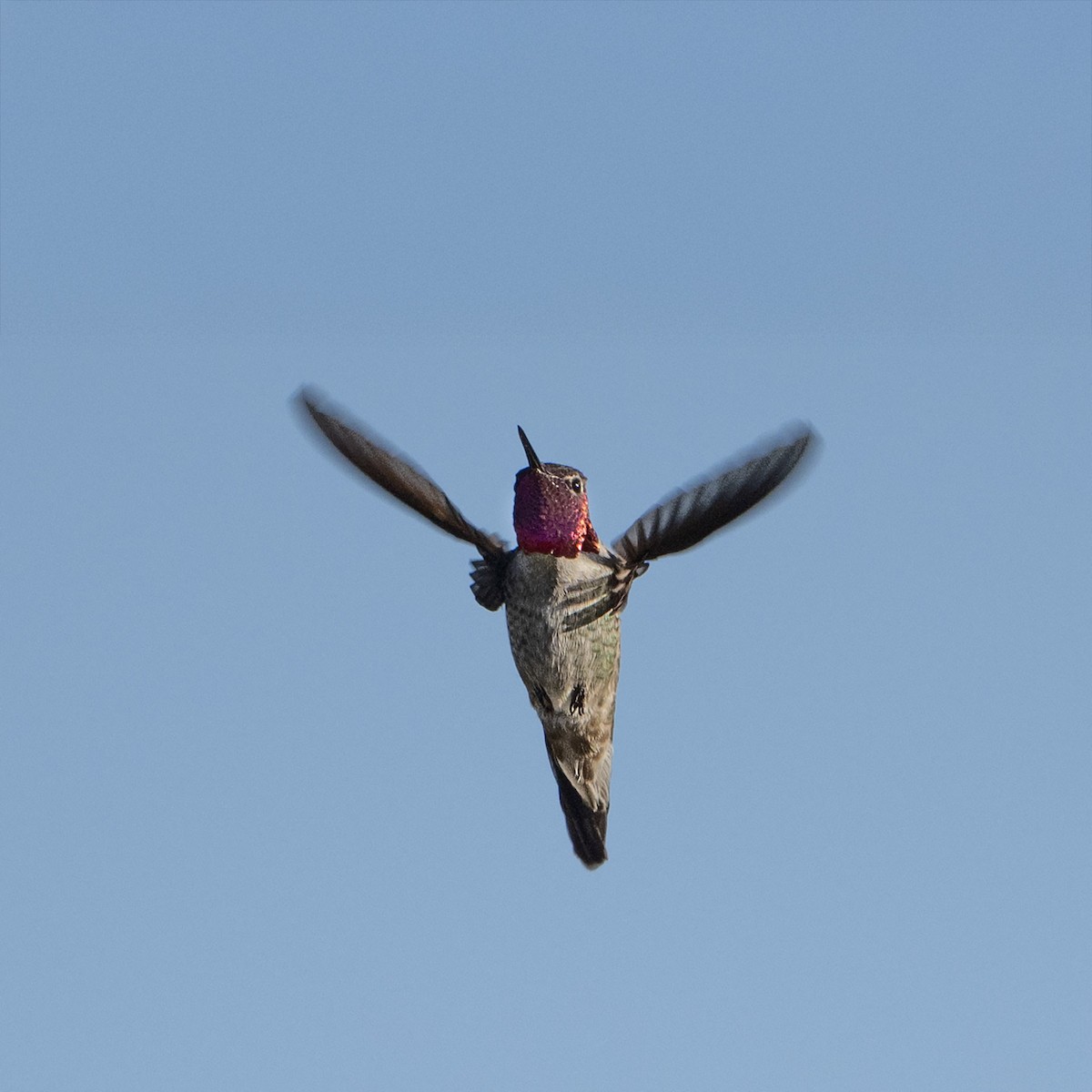 Anna's Hummingbird - ML645093047