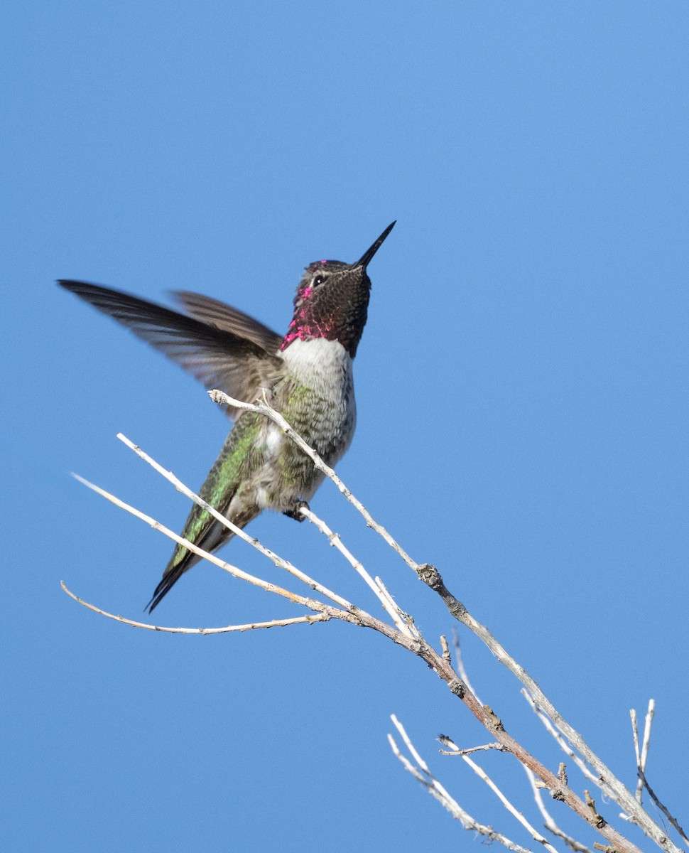 Anna's Hummingbird - ML645093048