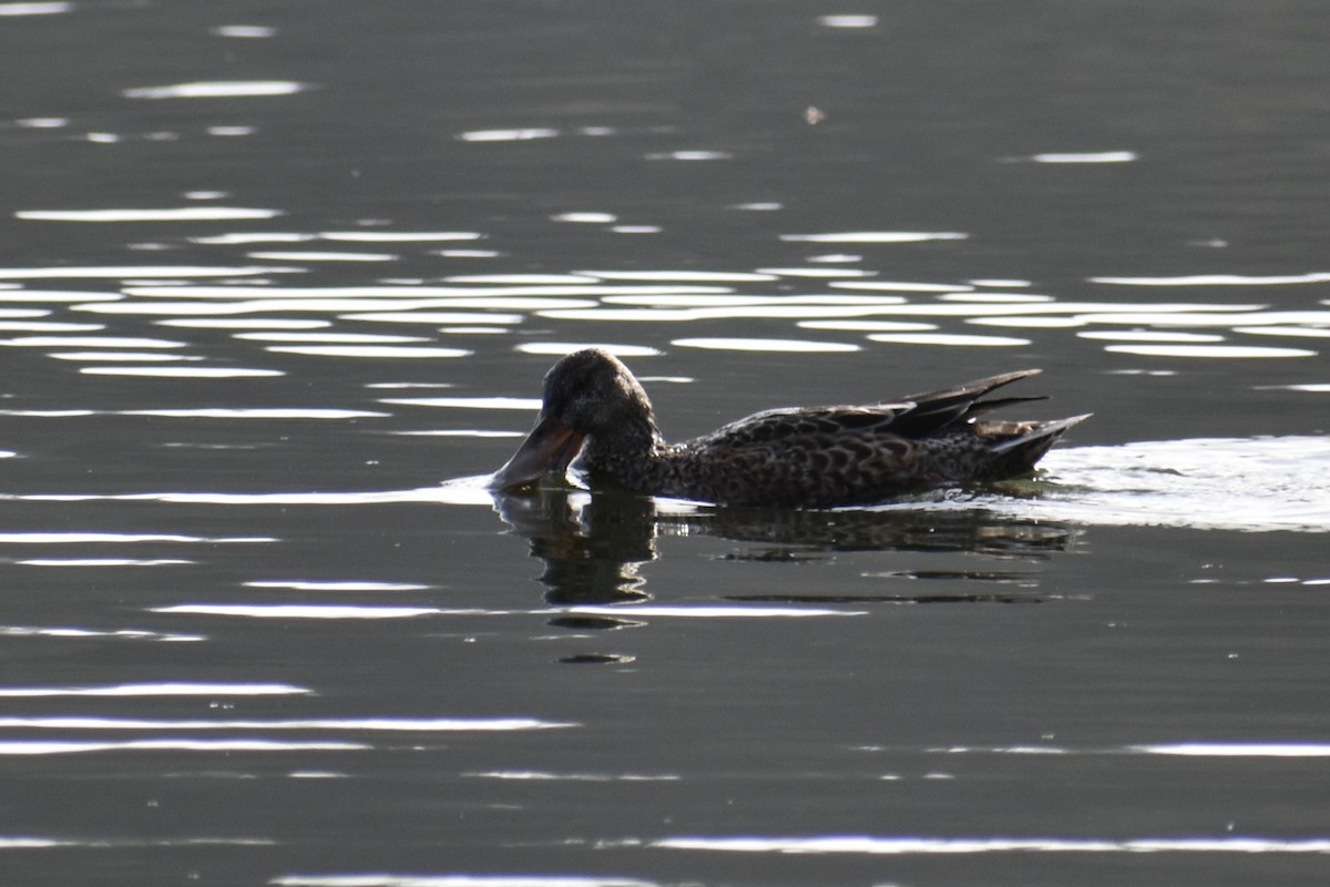 Mestolone - ML645093049