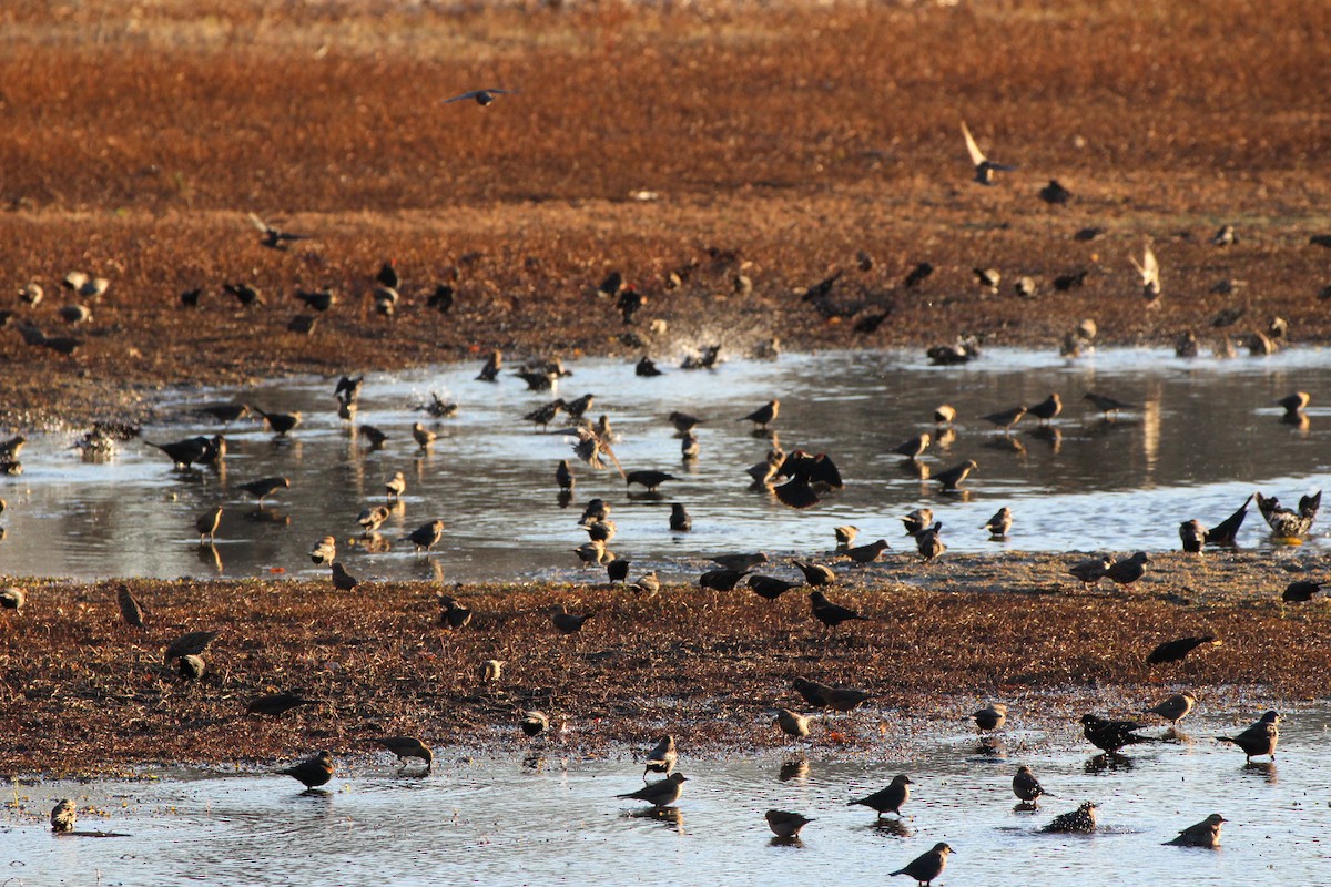 Rusty Blackbird - ML645093050