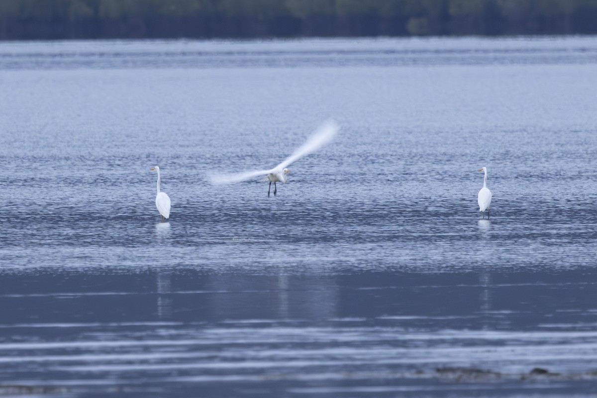 Koartza zuria - ML645093051