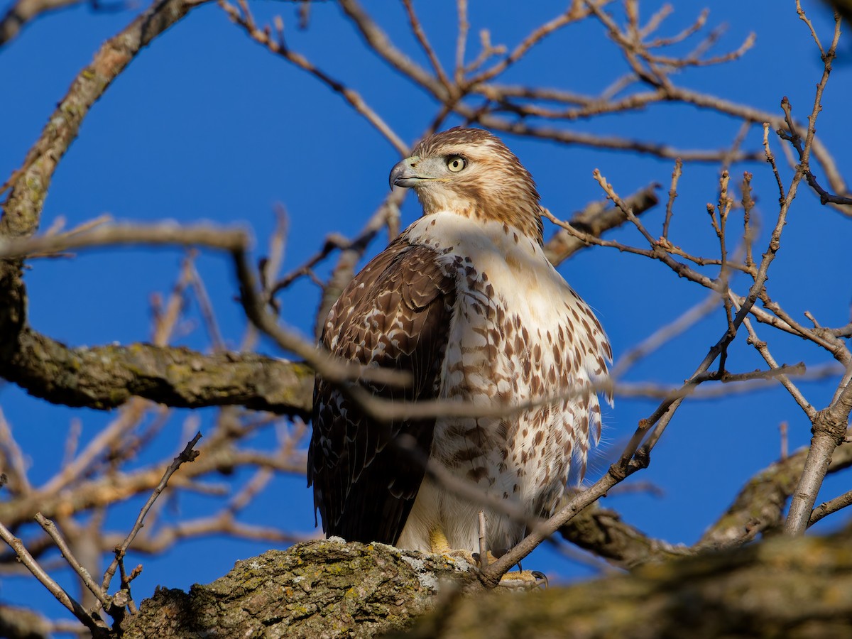 Red-tailed Hawk - ML645093066