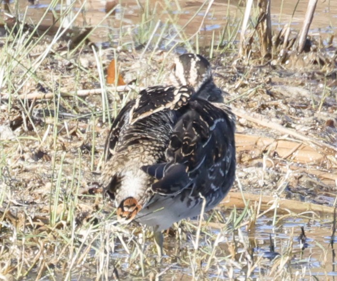 Wilson's Snipe - ML645093073