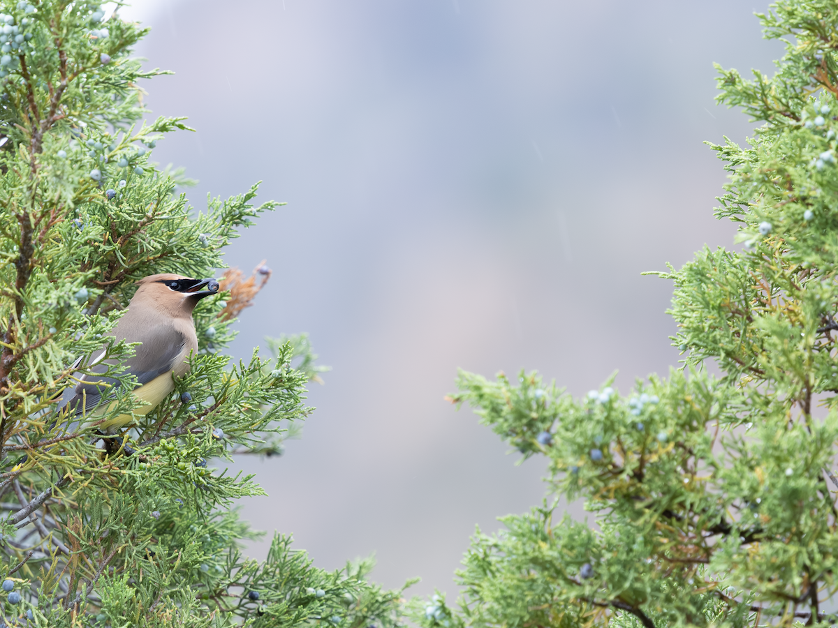 ציצנית אמריקנית - ML645093075