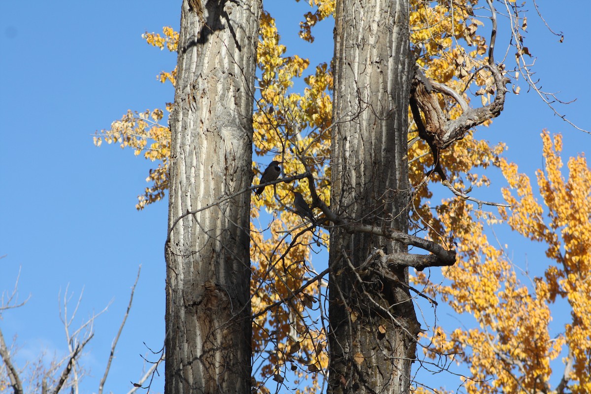 Northern Flicker (Red-shafted) - ML645093076
