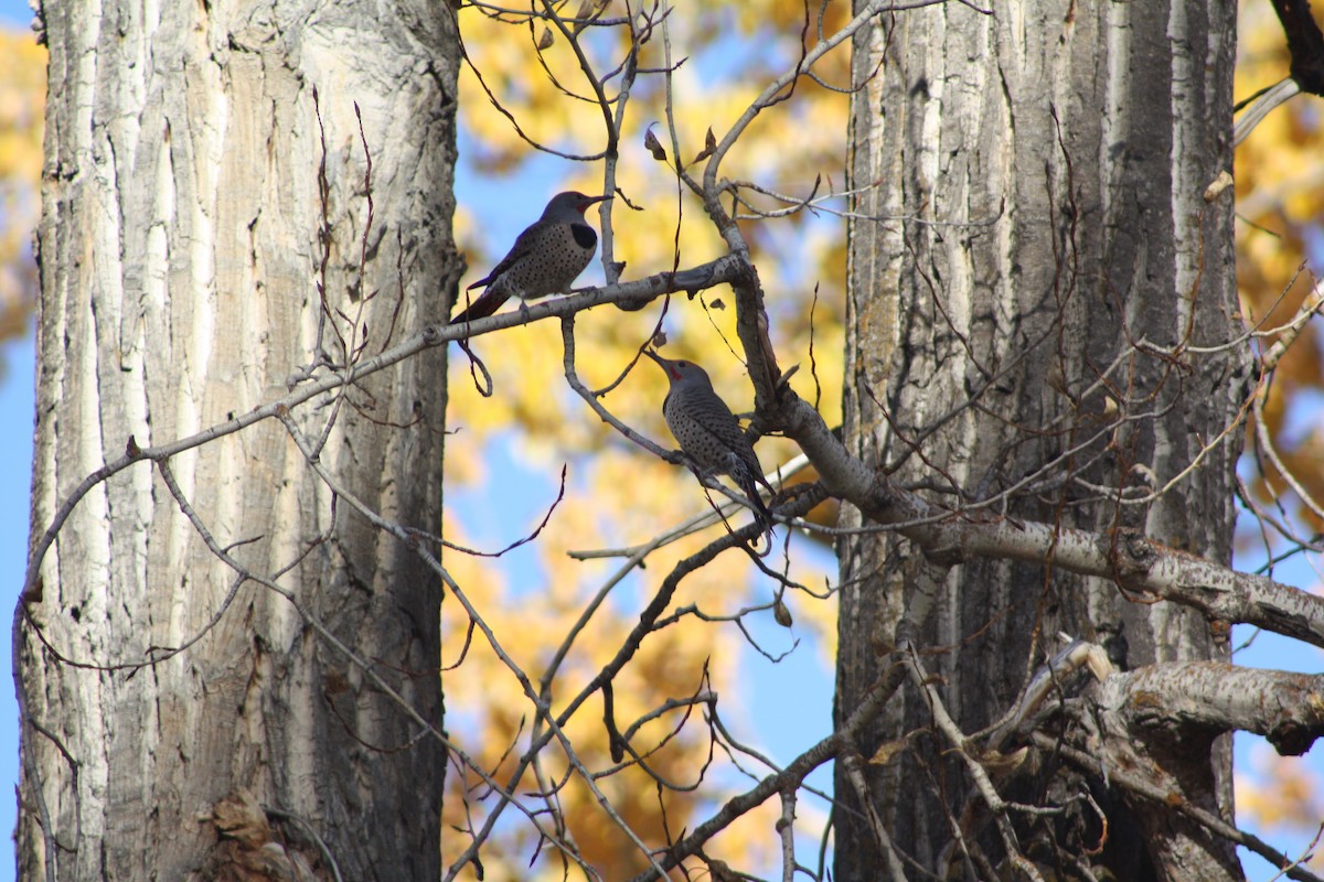 Northern Flicker (Red-shafted) - ML645093077