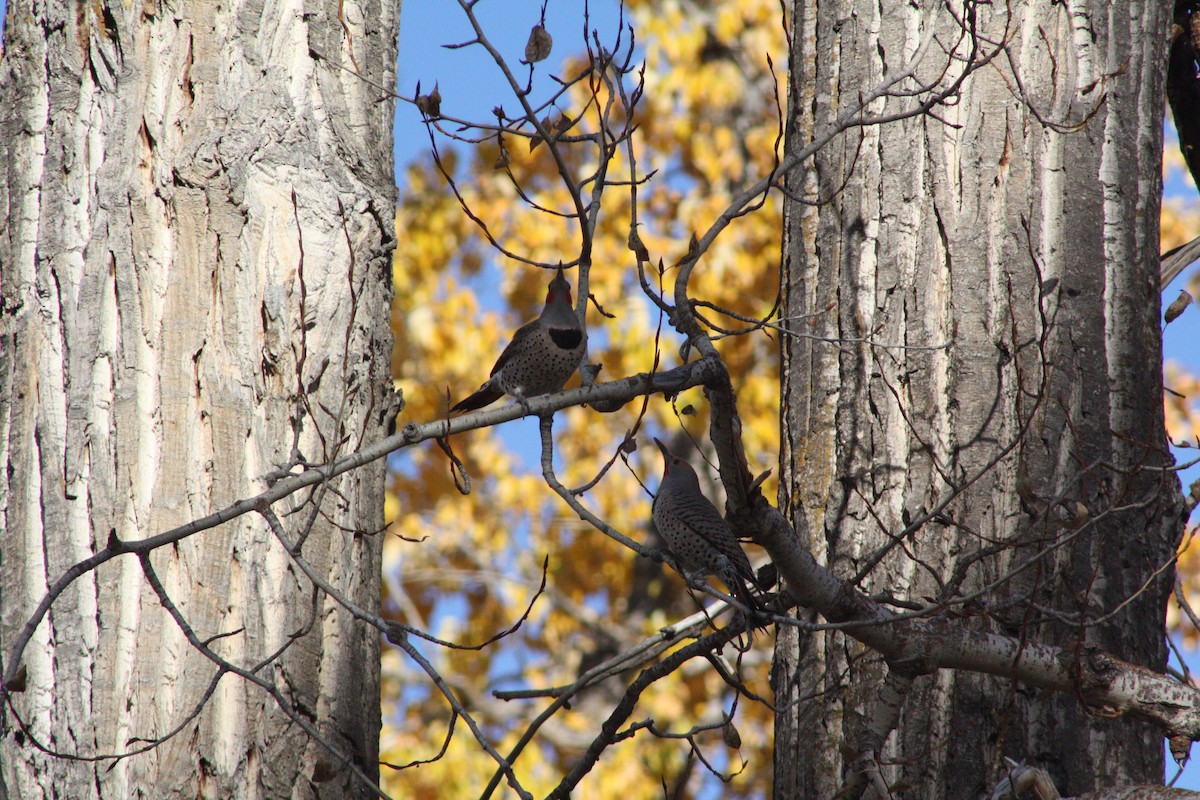 Northern Flicker (Red-shafted) - ML645093080