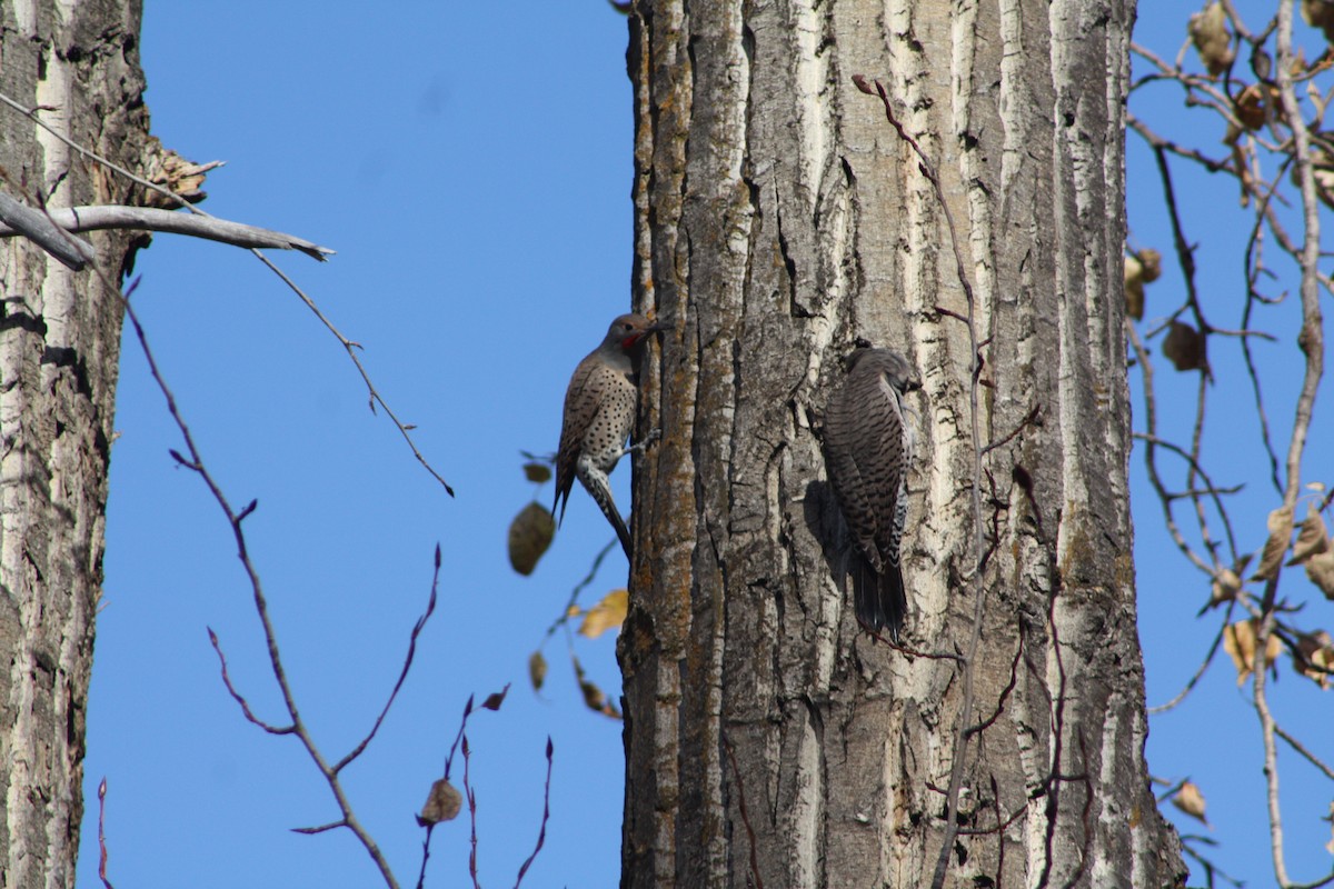 Northern Flicker (Red-shafted) - ML645093081