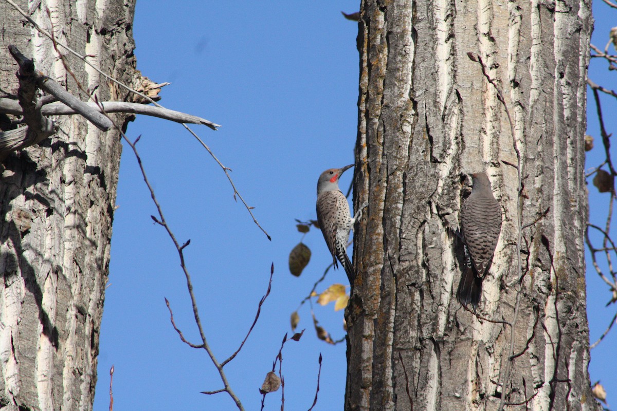 Northern Flicker (Red-shafted) - ML645093084