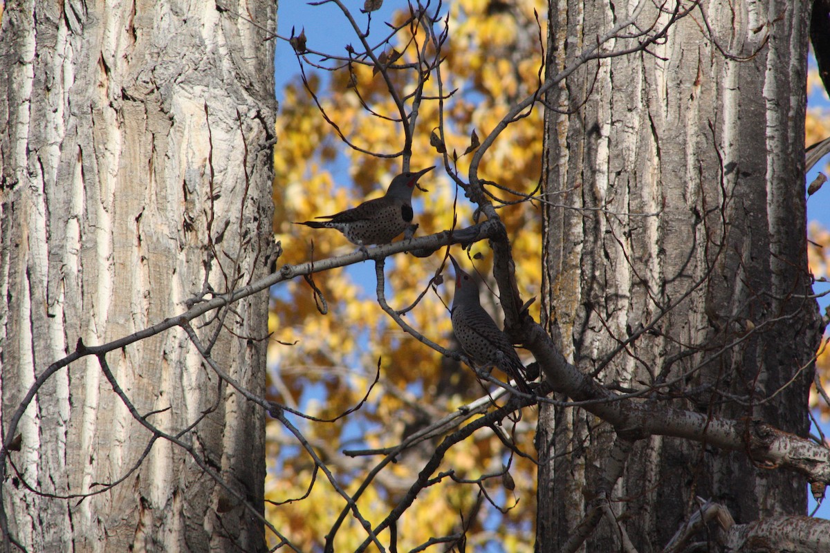 Northern Flicker (Red-shafted) - ML645093085