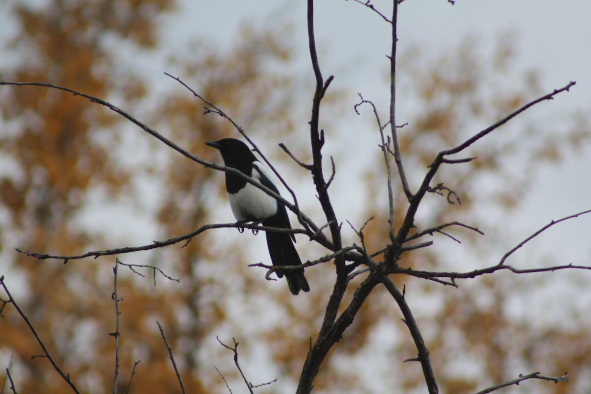 Black-billed Magpie - ML645093091