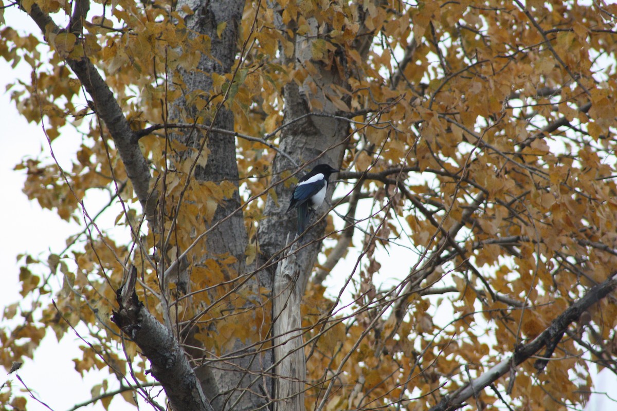 Black-billed Magpie - ML645093092