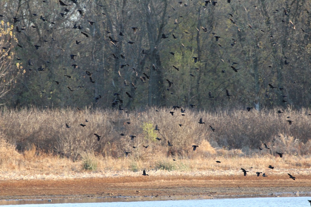 Rusty Blackbird - ML645093101