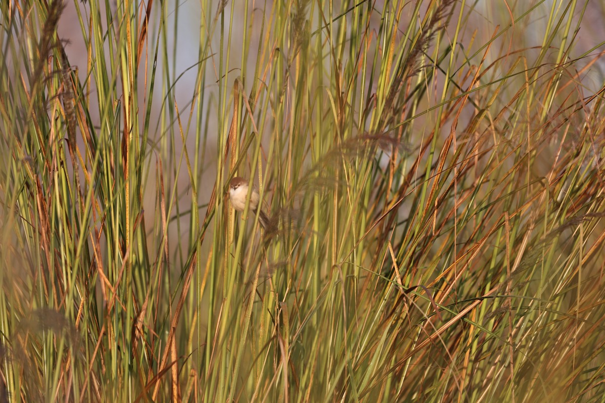 Timalí Ojigualdo - ML645093118