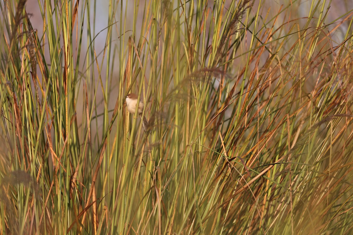 Timalí Ojigualdo - ML645093119