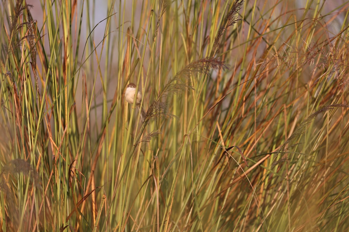 Timalí Ojigualdo - ML645093120