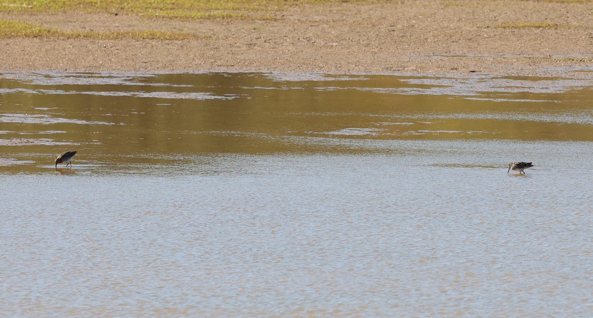 Wilson's Snipe - ML645093121