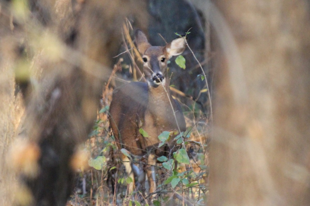 White-tailed Deer - ML645093124