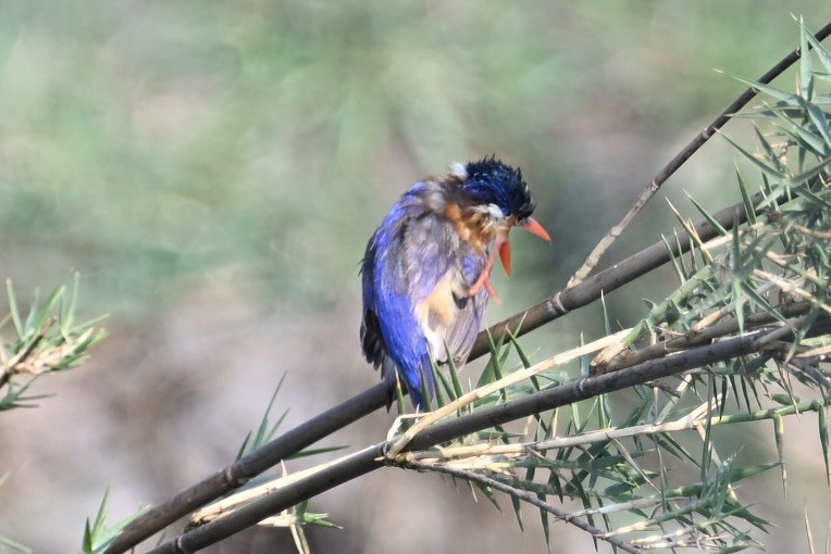 Malachite Kingfisher - ML645093135