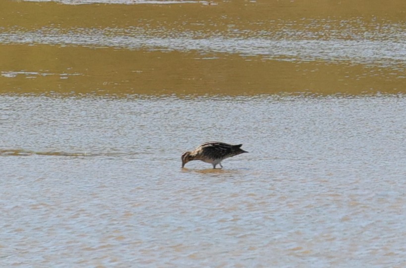 Wilson's Snipe - ML645093138