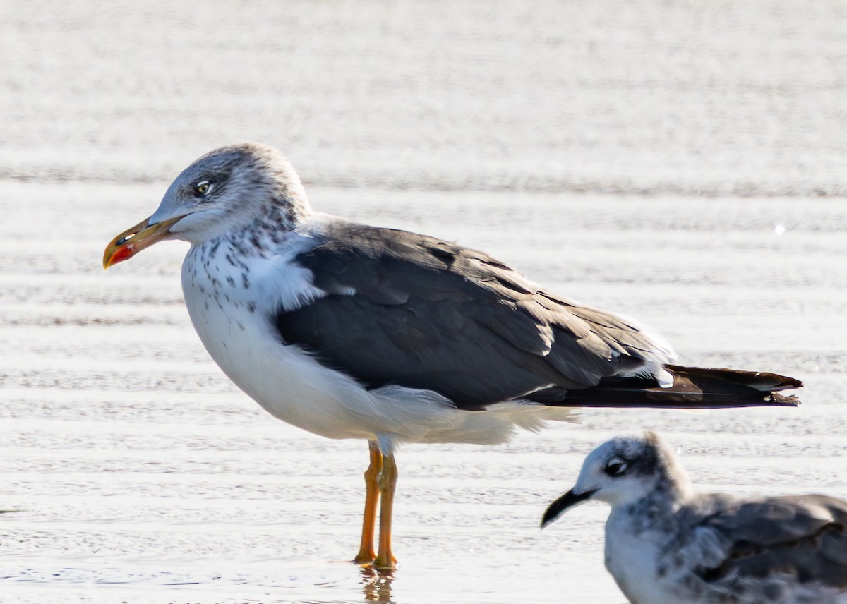 Gaviota Sombría - ML645093144