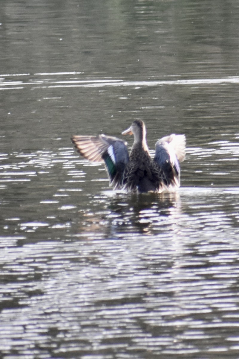 Mestolone - ML645093146