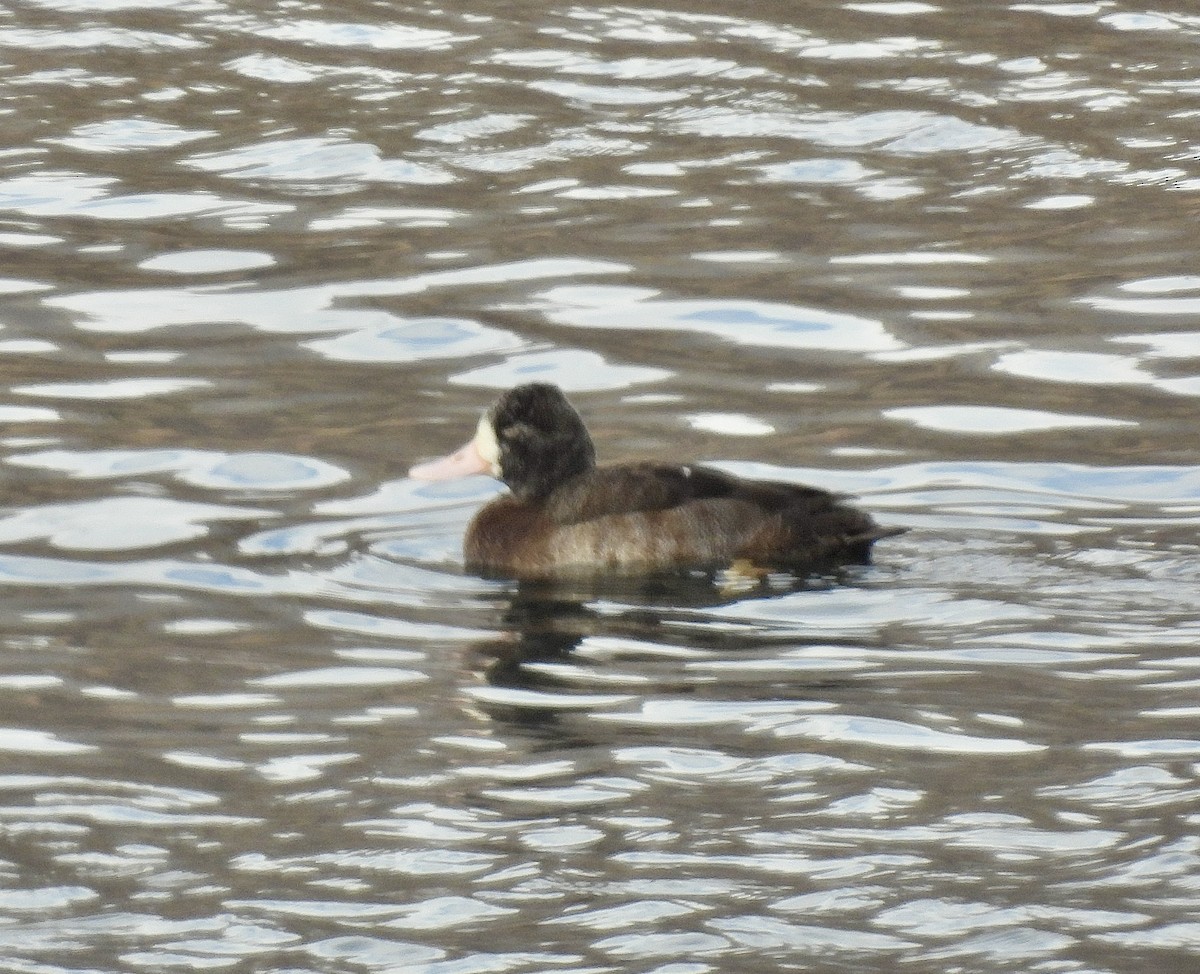 コスズガモ - ML645093160