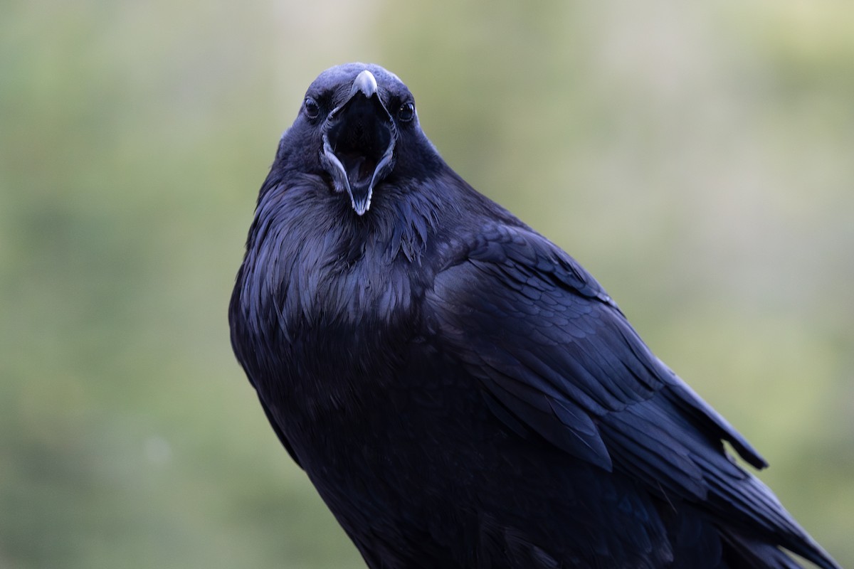 עורב שחור - ML645093164