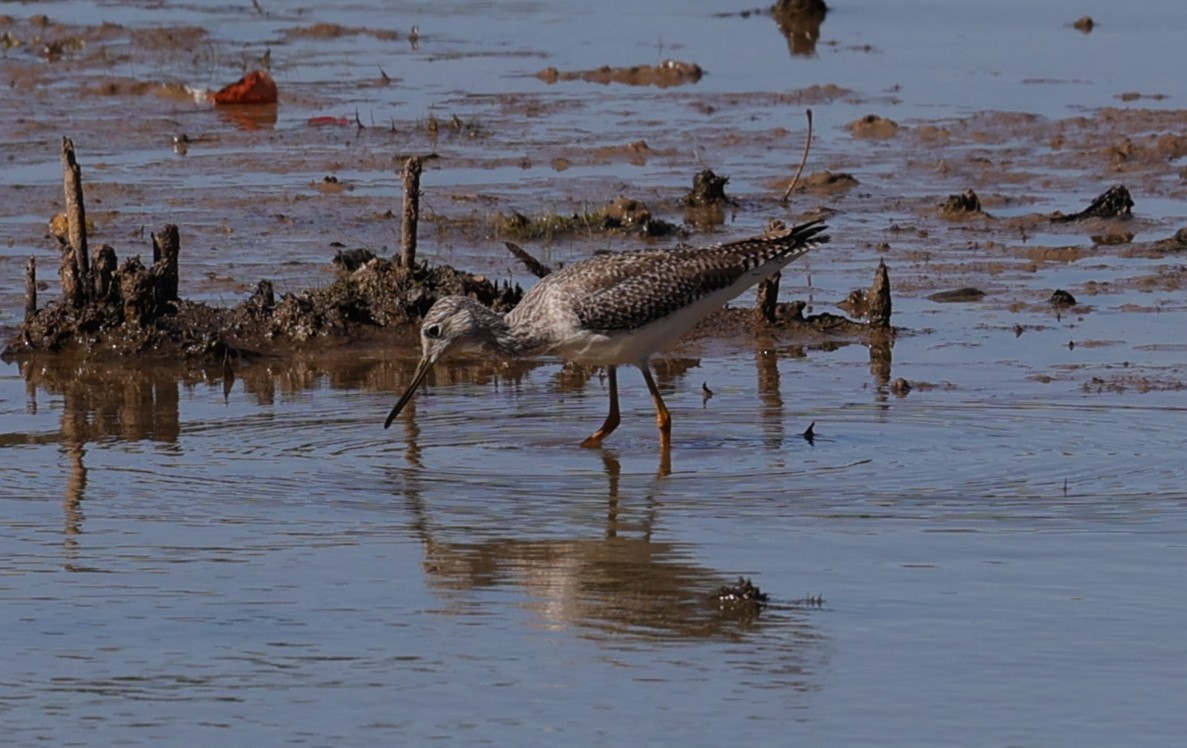 ביצנית צהובת-רגל/עקודה - ML645093165
