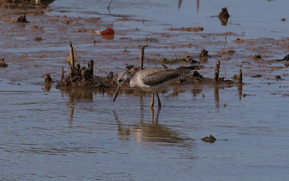 ביצנית צהובת-רגל/עקודה - ML645093166