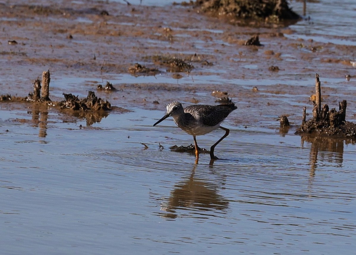 ביצנית צהובת-רגל/עקודה - ML645093167