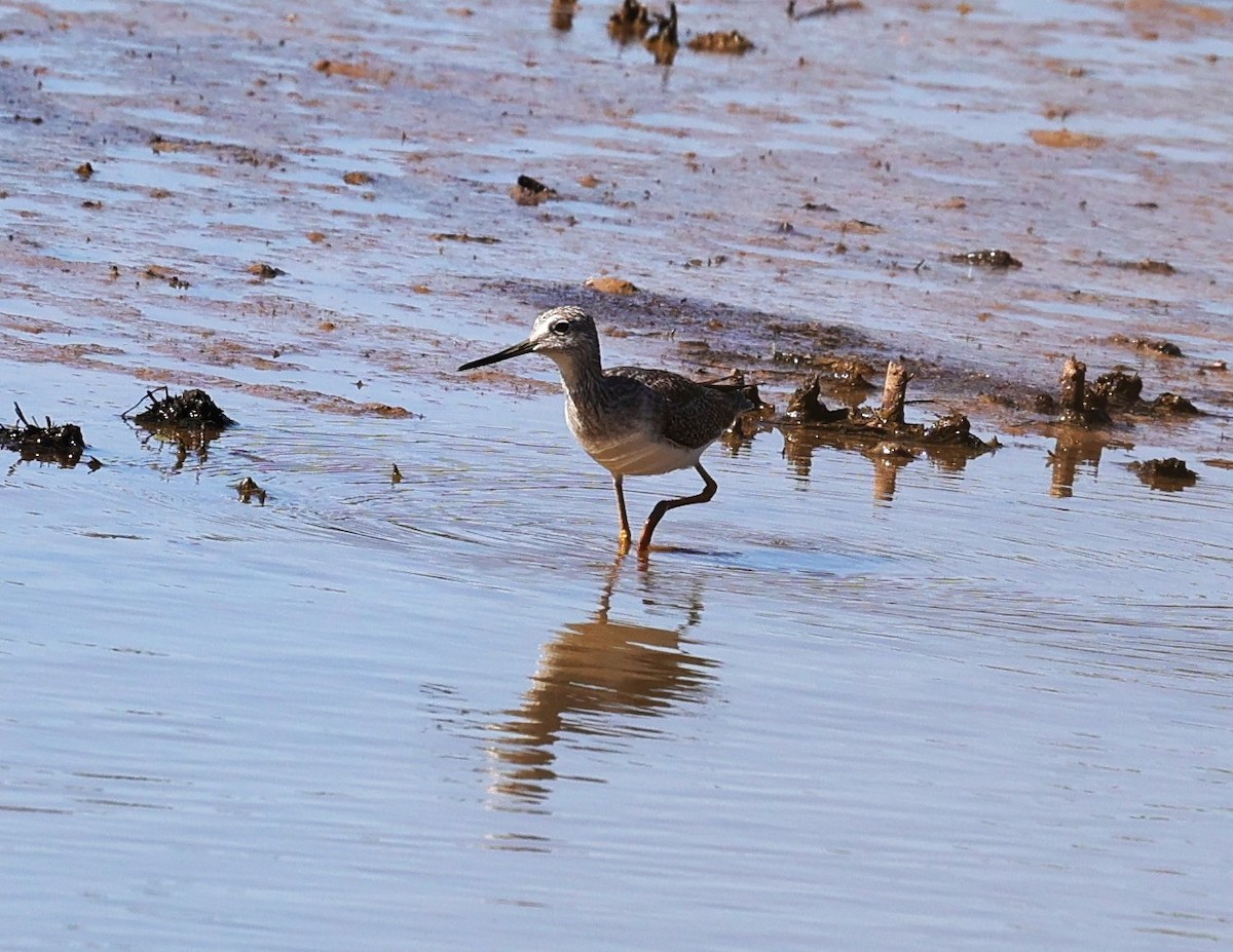 ביצנית צהובת-רגל/עקודה - ML645093168