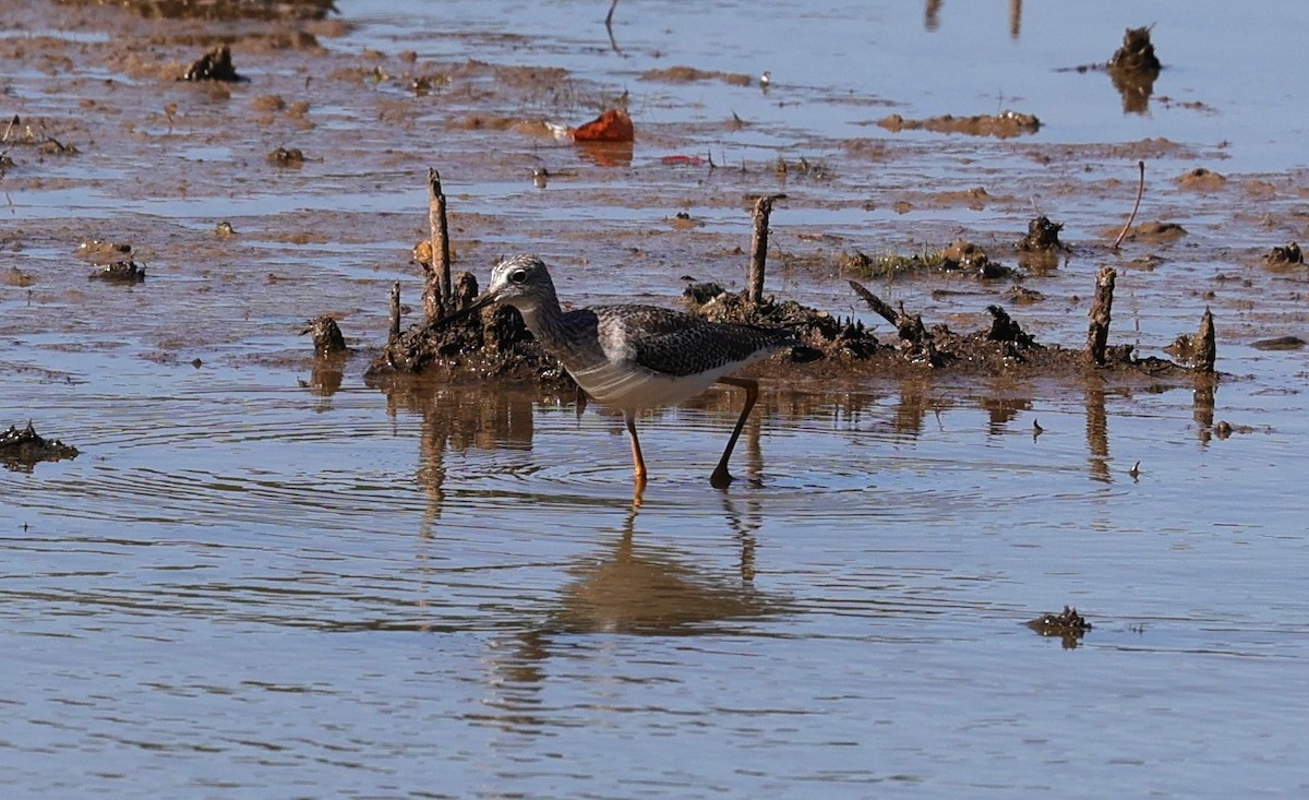 ביצנית צהובת-רגל/עקודה - ML645093169